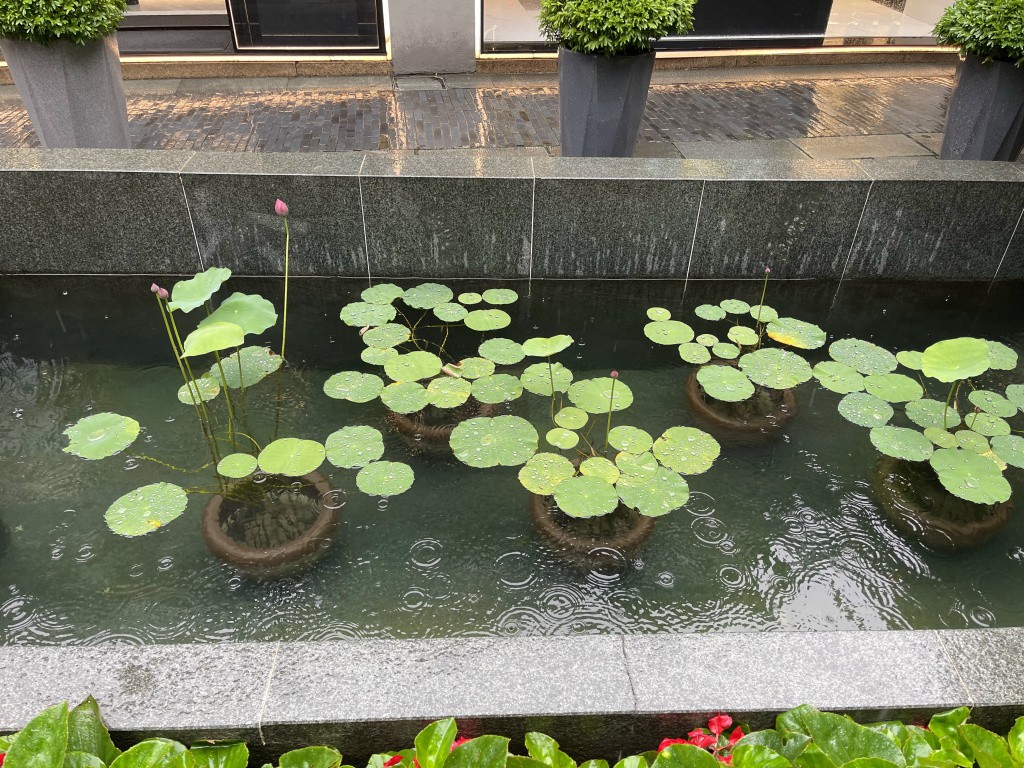 图片[27]-首次南下旅行Day3：上海终章-真不错鸭