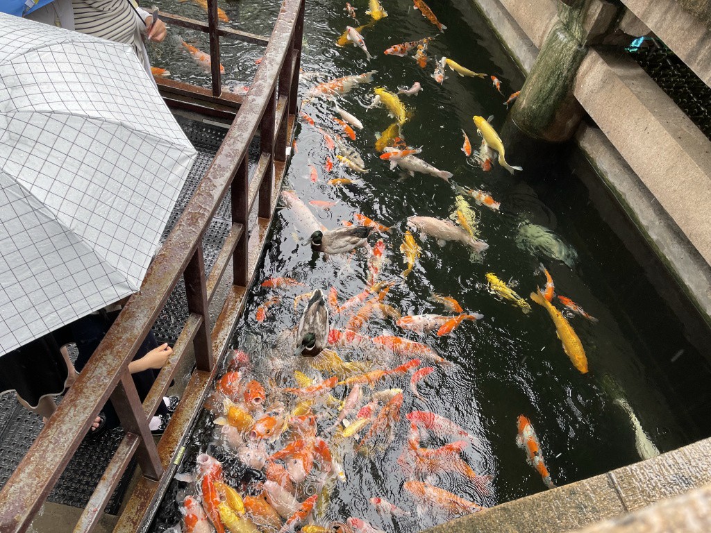 图片[16]-首次南下旅行Day4：苏州-真不错鸭