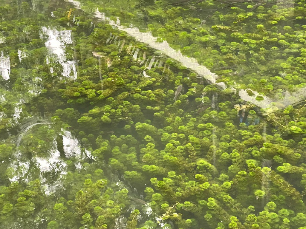 图片[50]-首次南下旅行Day4：苏州-真不错鸭