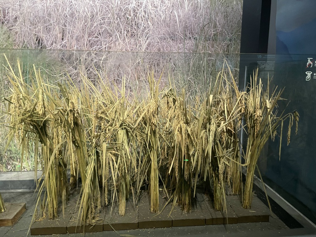 图片[21]-首次南下旅行Day6：长沙-真不错鸭